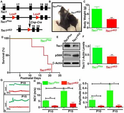 mTORC1 Activation by Loss of Tsc1 in Myelinating Glia Causes Downregulation of Quaking and Neurofascin 155 Leading to Paranodal Domain Disorganization